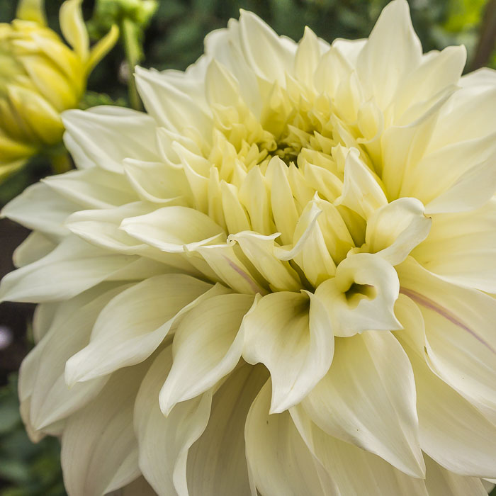 New Flower of the Day (October 4, 2014) – Dahlia